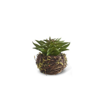 Tiny Succulents in Twig Pots, 4 Styles