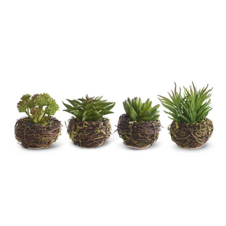 tiny succulents in twig pots slope house mercantile trendy home decor