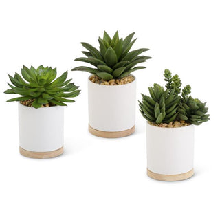 Assorted 6” Succulents in Ceramic White Pots
