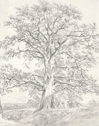Tree Sketch I