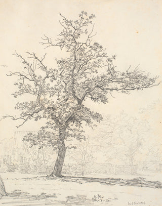 Tree Sketch II
