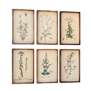 Vintage Collected Botanical Print