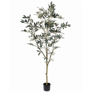 Olive Leaf Tree