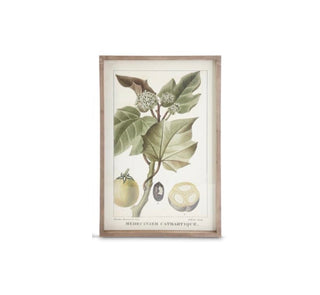 French Fig Tree Print