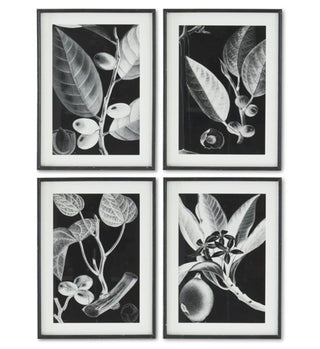Black & White Botanical Print