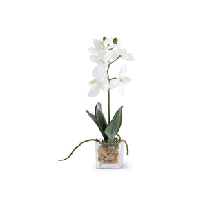 White Orchid in Square Glass Dish